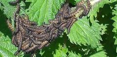 Aglais io