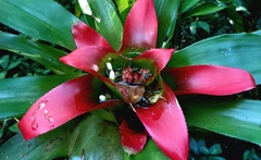 Nidularium innocentii