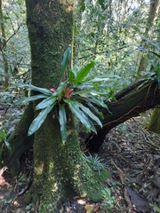 Nidularium innocentii