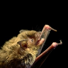 Myotis velifer