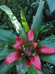 Nidularium innocentii