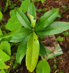 Quassia indica
