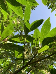 Elaeocarpus decipiens