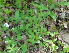 Myosotis krylovii
