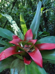 Nidularium innocentii