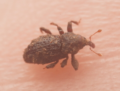 Roptoperus