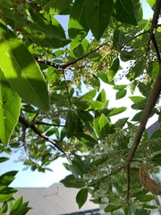 Elaeocarpus decipiens