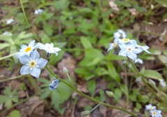 Myosotis krylovii