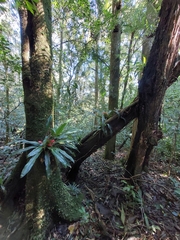 Nidularium innocentii