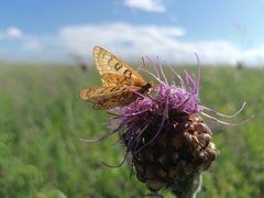 Euphydryas sibirica davidi