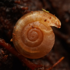 Gadoropa