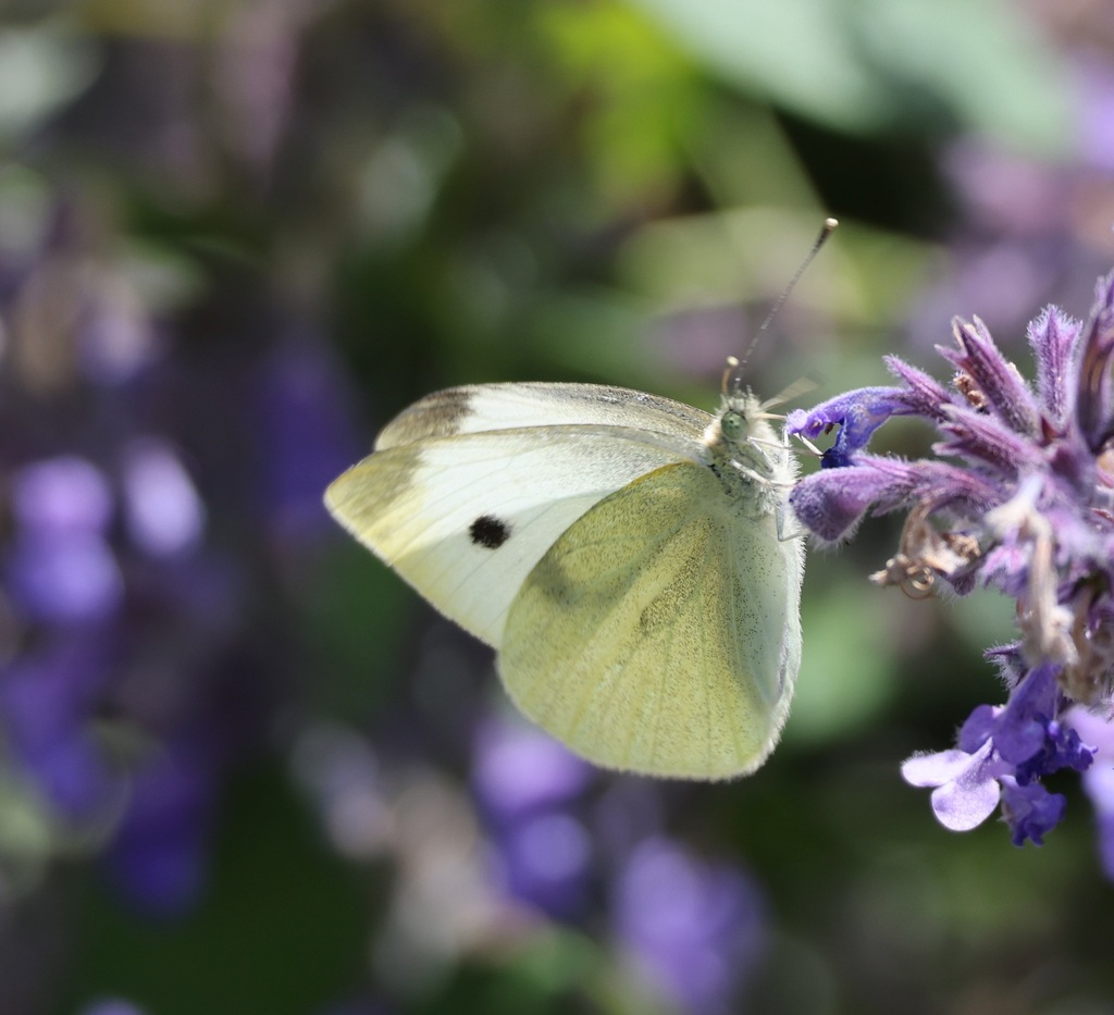 Small White from Essex, England, United Kingdom on June 21, 2022 at 11: ...