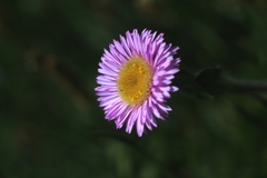 Erigeron alpinus