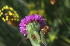 Erigeron alpinus