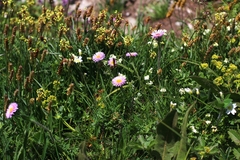 Erigeron alpinus