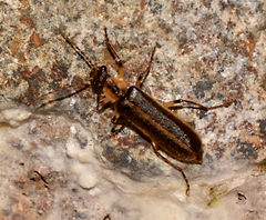 Podabrus basillaris