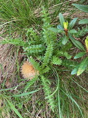Cirsium acaule