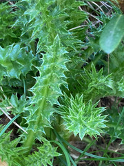 Cirsium acaule