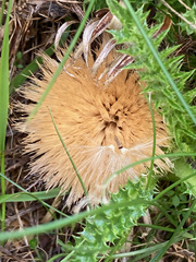 Cirsium acaule