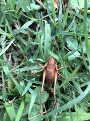 Atlanticus testaceus