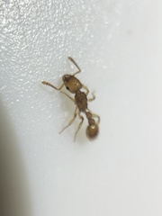 Tetramorium nipponense