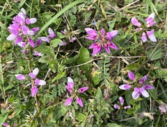 Securigera varia