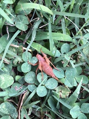 Atlanticus testaceus