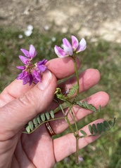 Securigera varia
