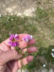 Securigera varia