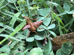 Atlanticus testaceus