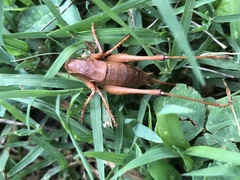 Atlanticus testaceus