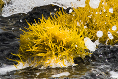 Ahnfeltiopsis concinna