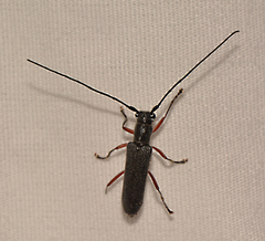 Saperda discoidea