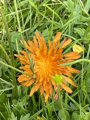 Crepis aurea