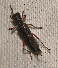 Saperda discoidea