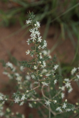 Asparagus flavicaulis