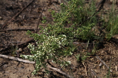 Asparagus flavicaulis