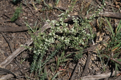 Asparagus flavicaulis