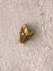 Euproctis quadrangularis