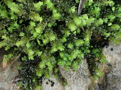 Scapania cuspiduligera