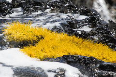 Ahnfeltiopsis concinna