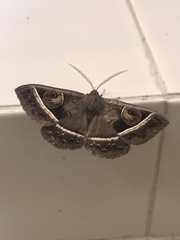 Metopta rectifasciata