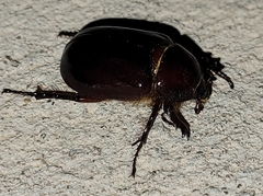 Aphonides dunnianus
