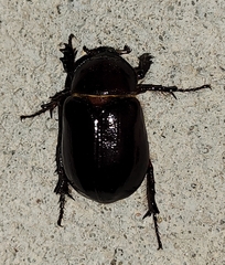 Aphonides dunnianus