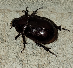 Aphonides dunnianus