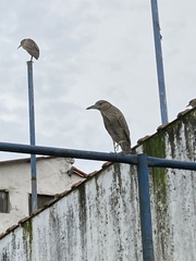 Nycticorax nycticorax