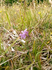 Prunella grandiflora