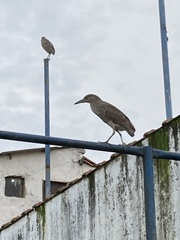 Nycticorax nycticorax