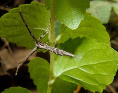 Anstenoptilia marmarodactyla