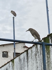 Nycticorax nycticorax